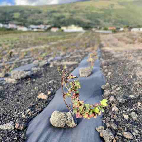 Young grapevine growing in volcanic soil with mountains in background, partly cloudy sky.