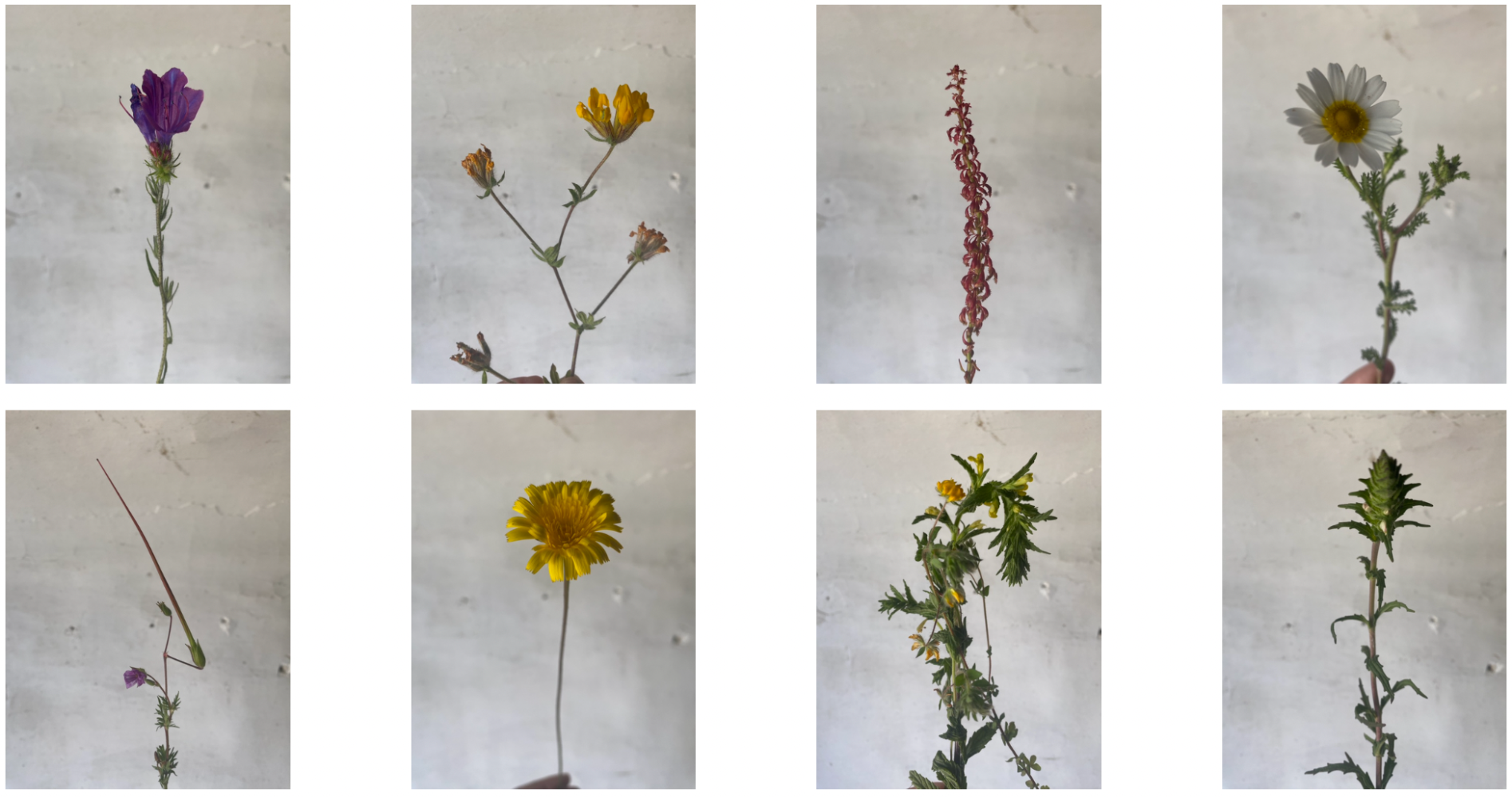 Eight wildflowers individually displayed on a gray background in a grid layout.