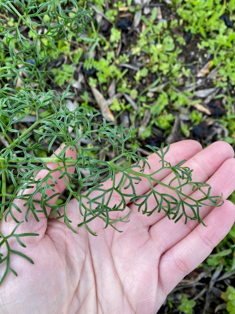 Hand holding delicate green plant with thin branches and leaves over a leafy ground.