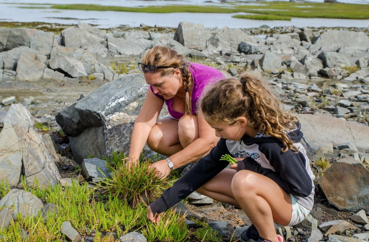 Two people gathering plants on a rocky shoreline.