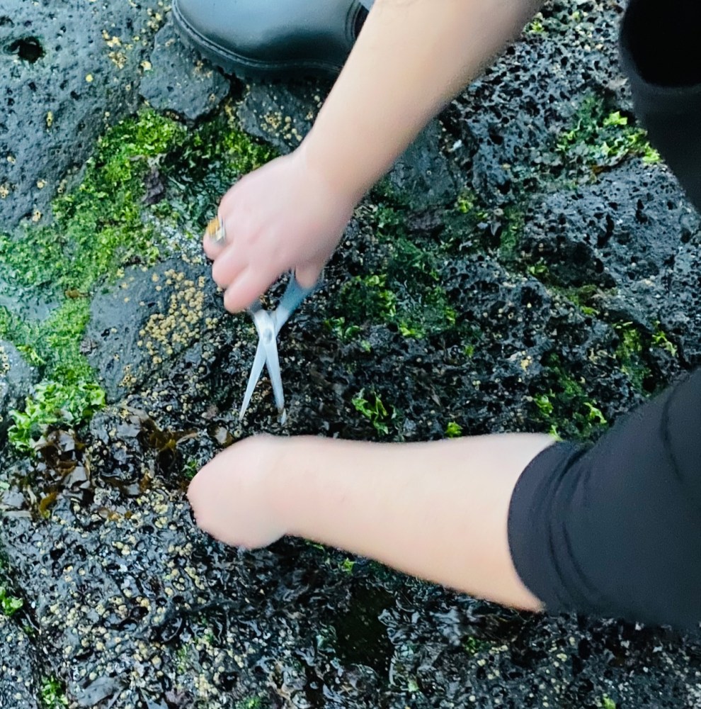Person in boots cutting seaweed on rocky shore with scissors.