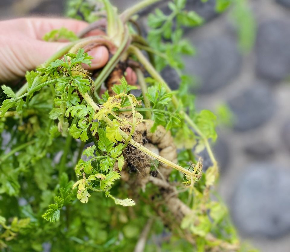 Hand holding a bunch of freshly pulled green leafy herbs with roots.