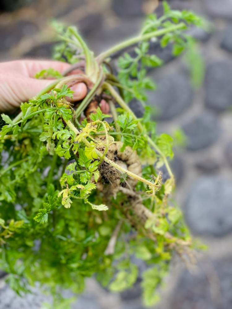 Hand holding a bunch of freshly pulled green leafy herbs with roots.